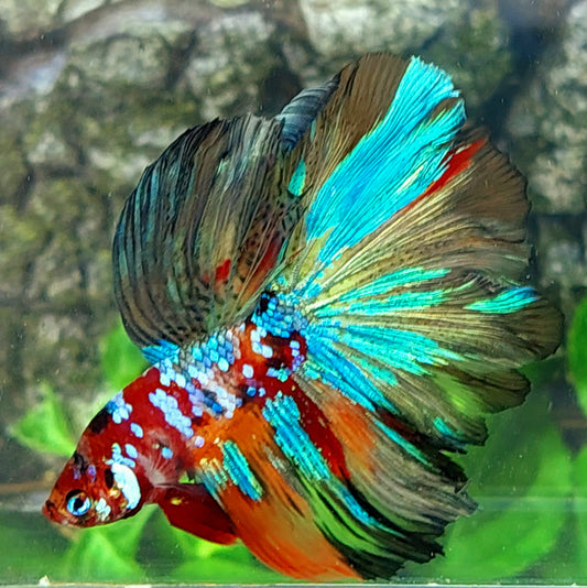 Multicolor Galaxy Halfmoon Male