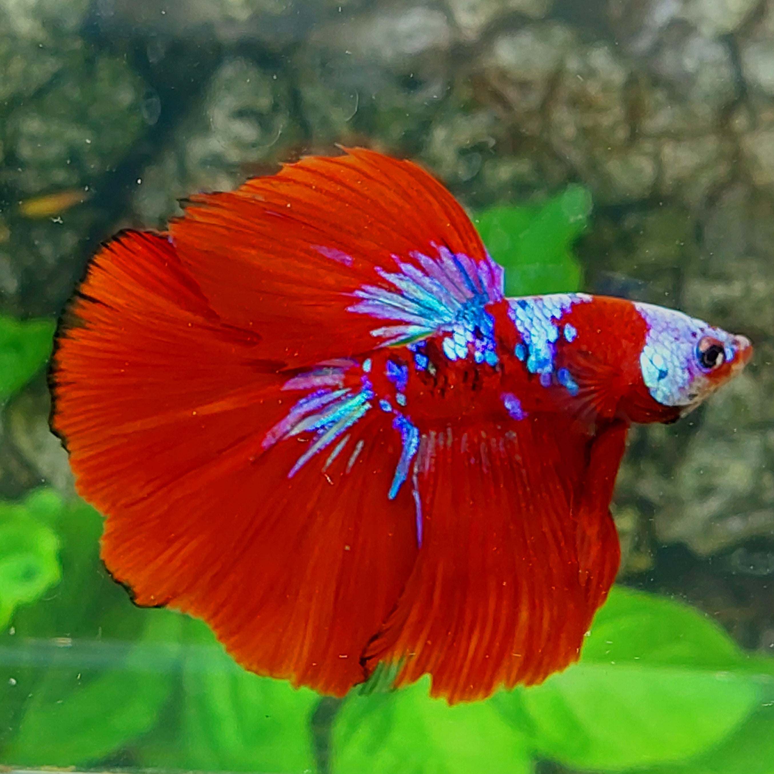 Red Koi Pink Purple Galaxy Halfmoon Male