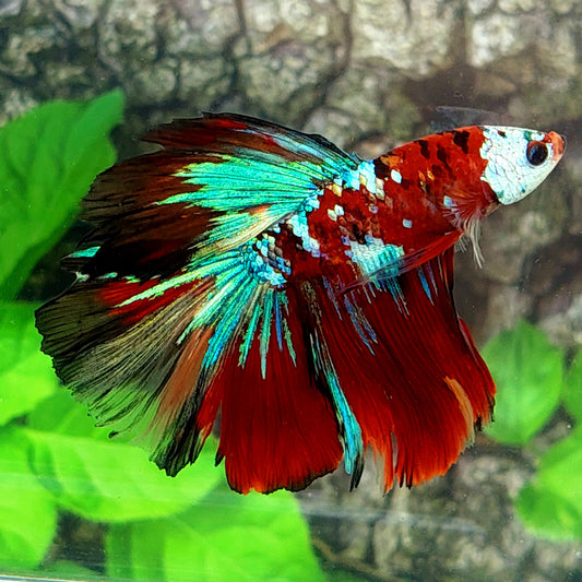 Red Tiger Galaxy Halfmoon Male