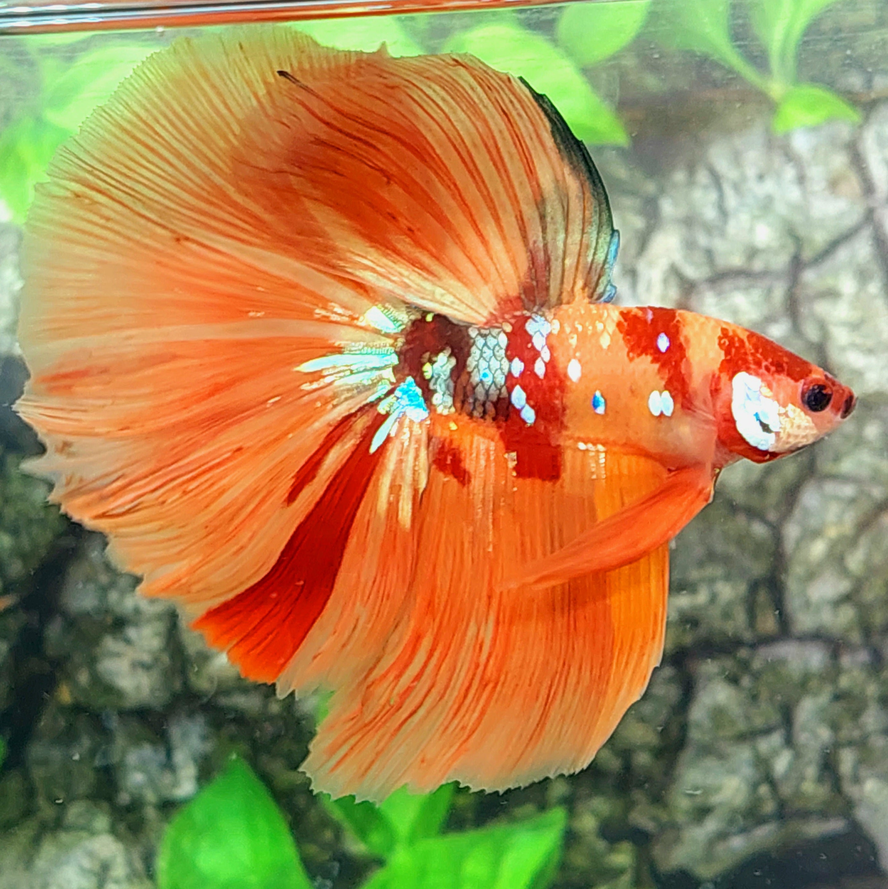 ニモ恋ギャラクシーハーフムーンオス