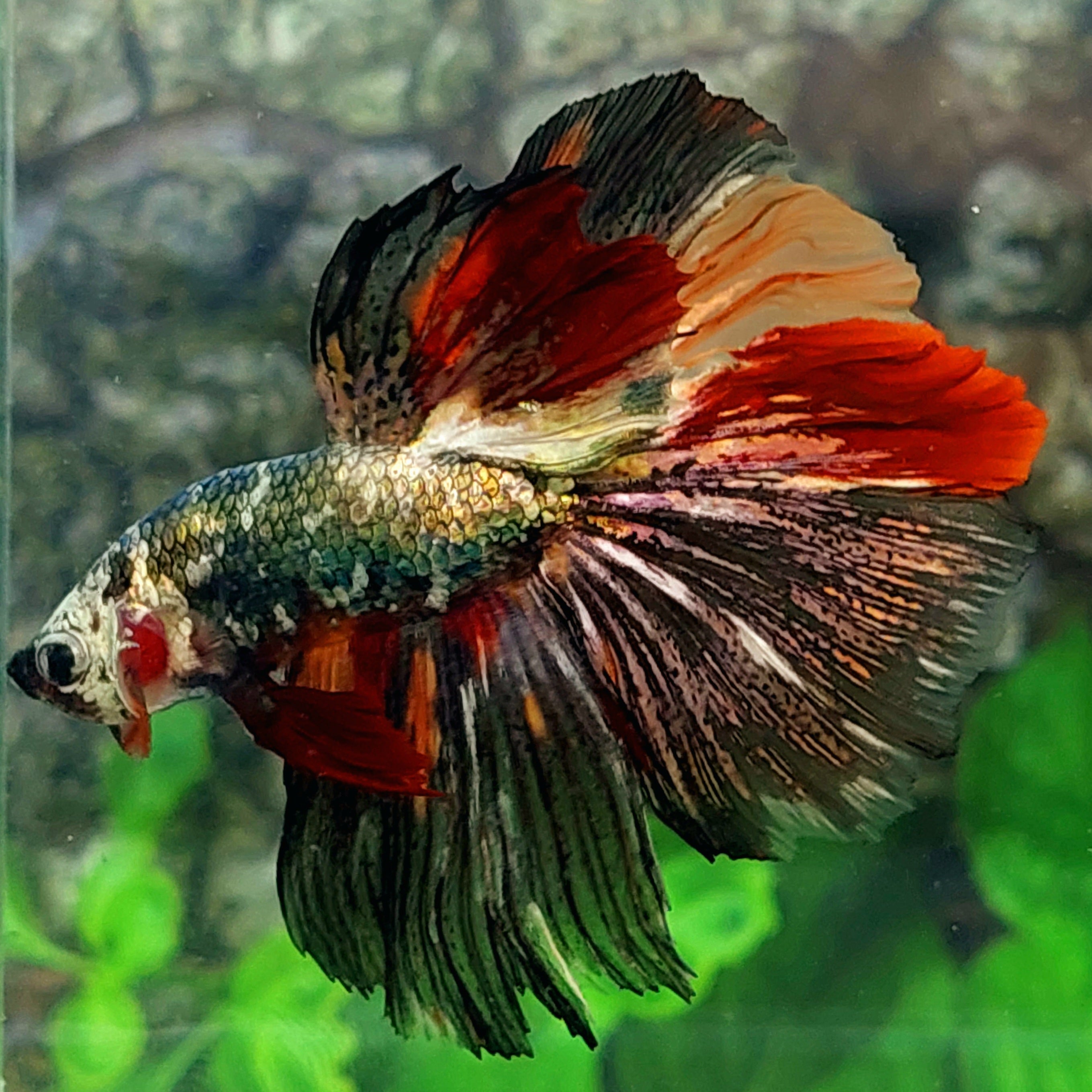 Multicolor Copper Candy Halfmoon Male