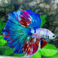 Multicolor Fancy Halfmoon Male