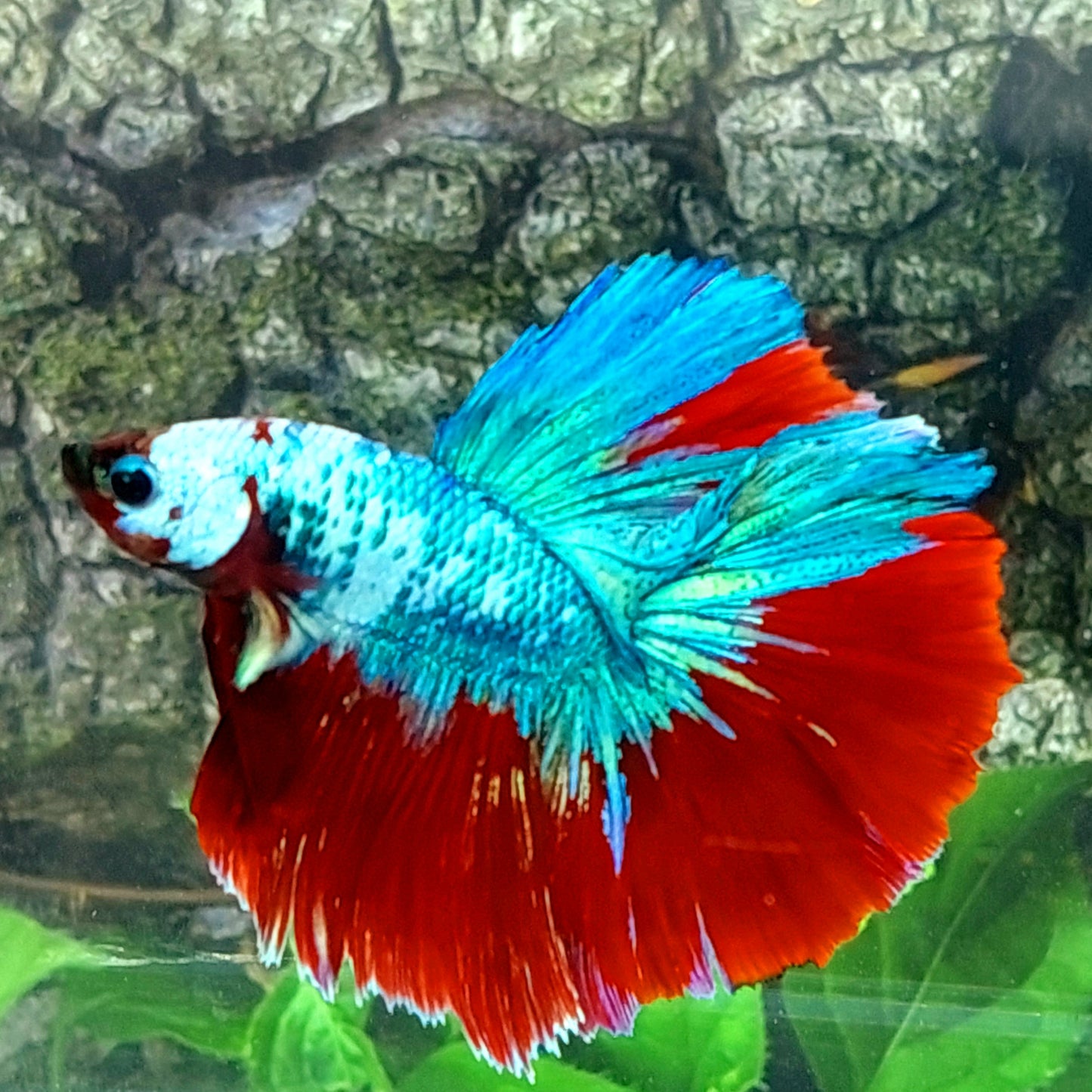 Multicolor Galaxy Koi Halfmoon Macho