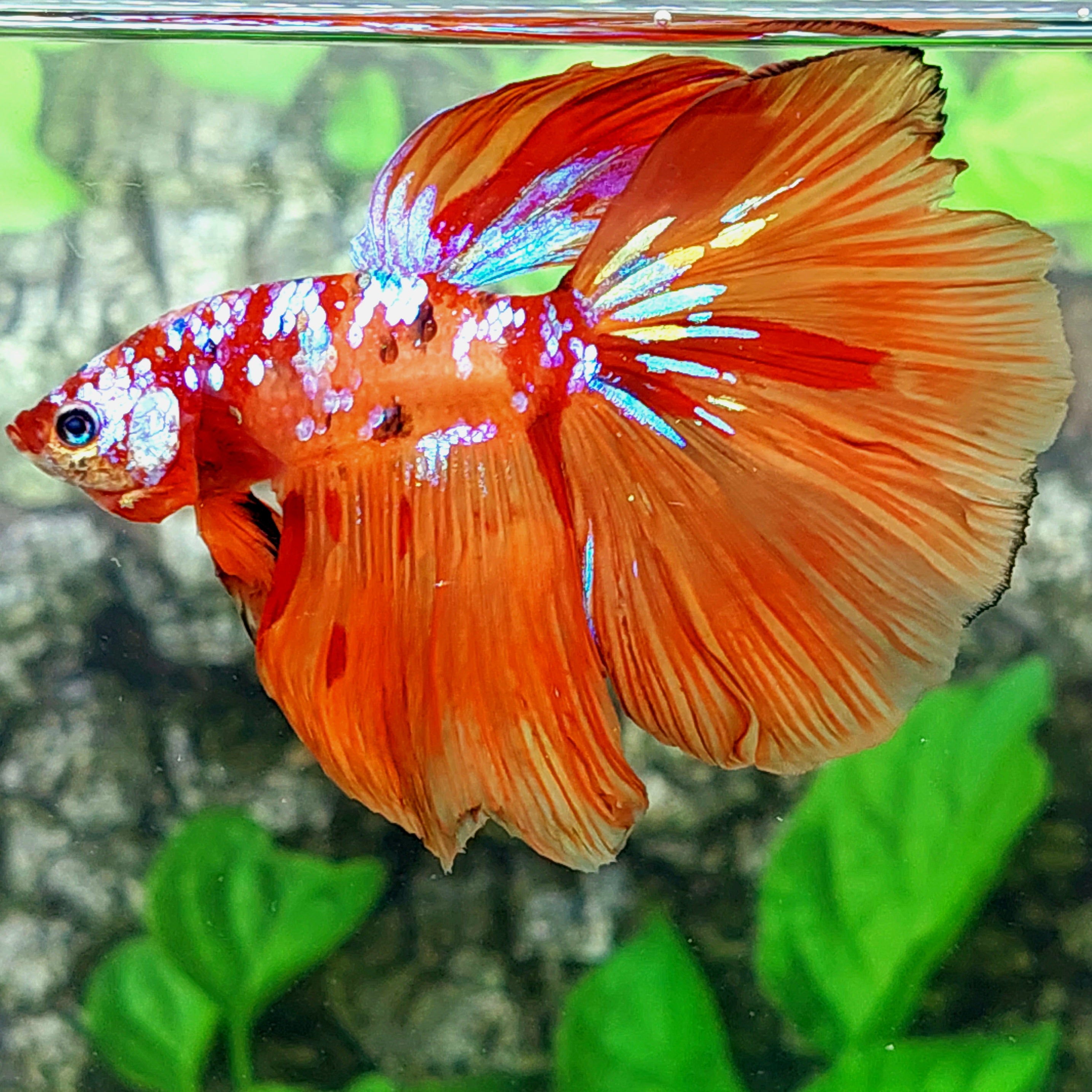Orange Galaxy Halfmoon Male