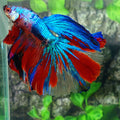 Multicolor Koi Halfmoon Male