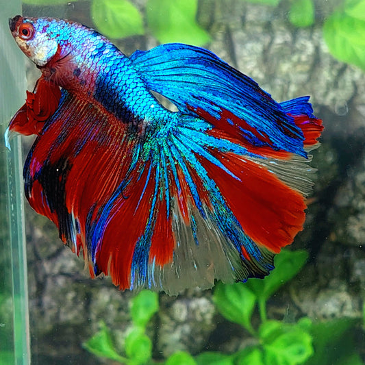 Macho de media luna koi multicolor