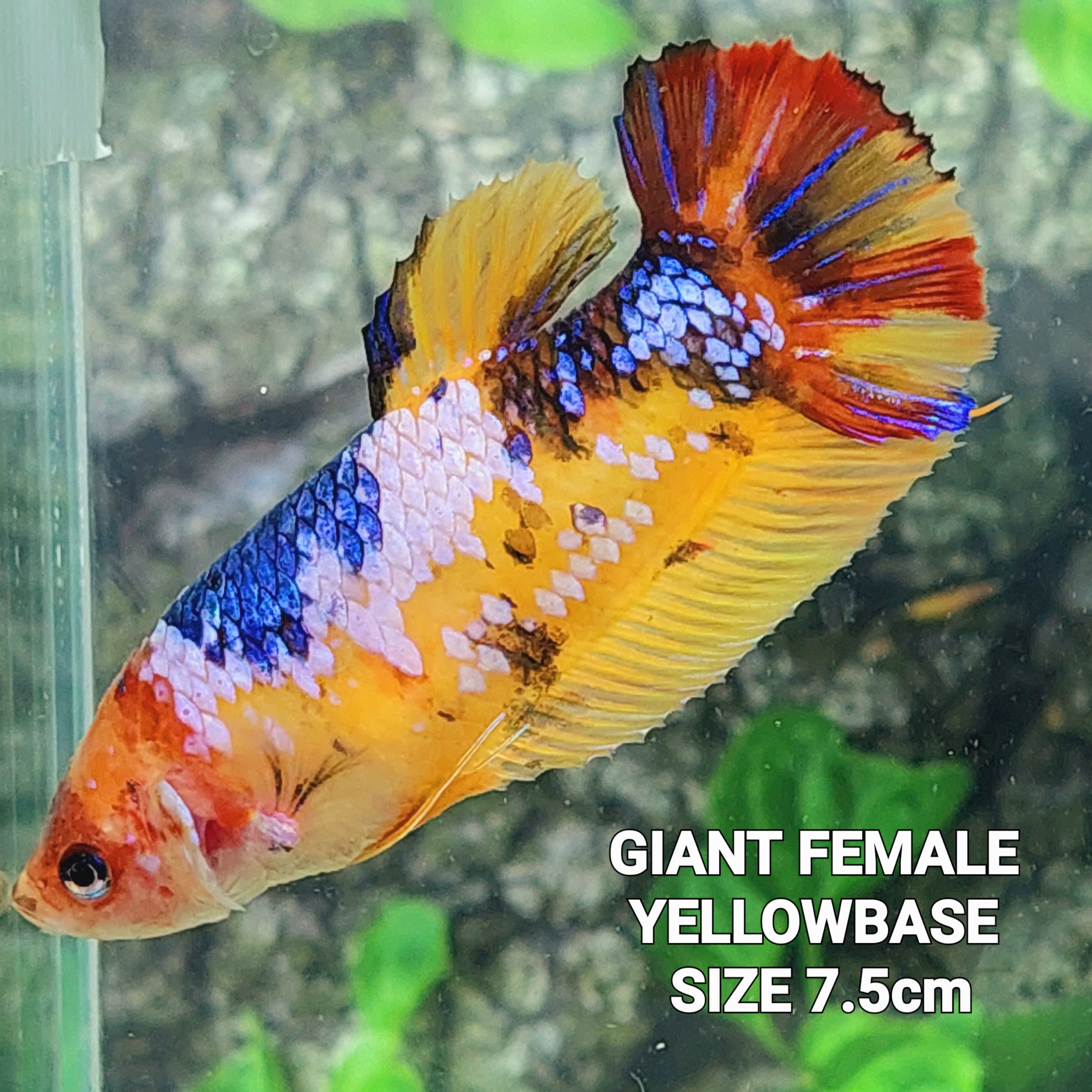 Yellowbase Samurai Multicolor HMPK GIGANTE hembra para hermandad de mujeres tanque/raza