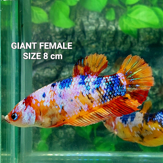 Multicolor HMPK GIANT hembra para hermandad de mujeres tanque/raza