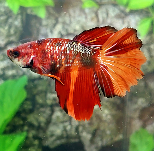 Red Koi Copper Galaxy Halfmoon hembra para hermandad de mujeres tanque/raza