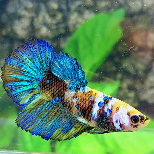 Yellow Koi Tiger Galaxy Halfmoon Female For Sorority Tank/Breed