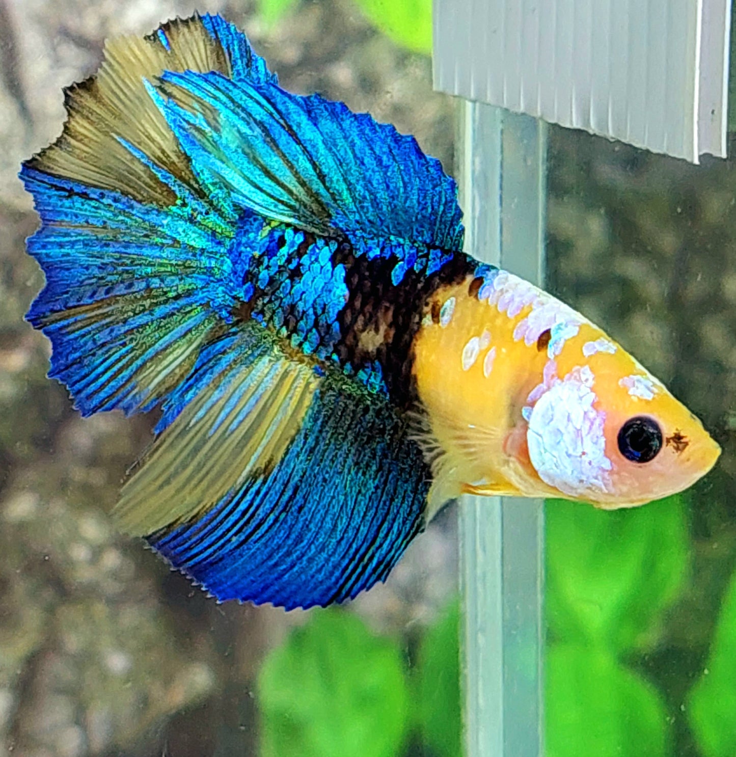 Yellow Koi Tiger Galaxy Halfmoon Female For Sorority Tank/Breed