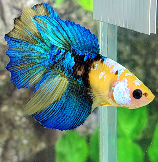 Yellow Koi Tiger Galaxy Halfmoon Female For Sorority Tank/Breed