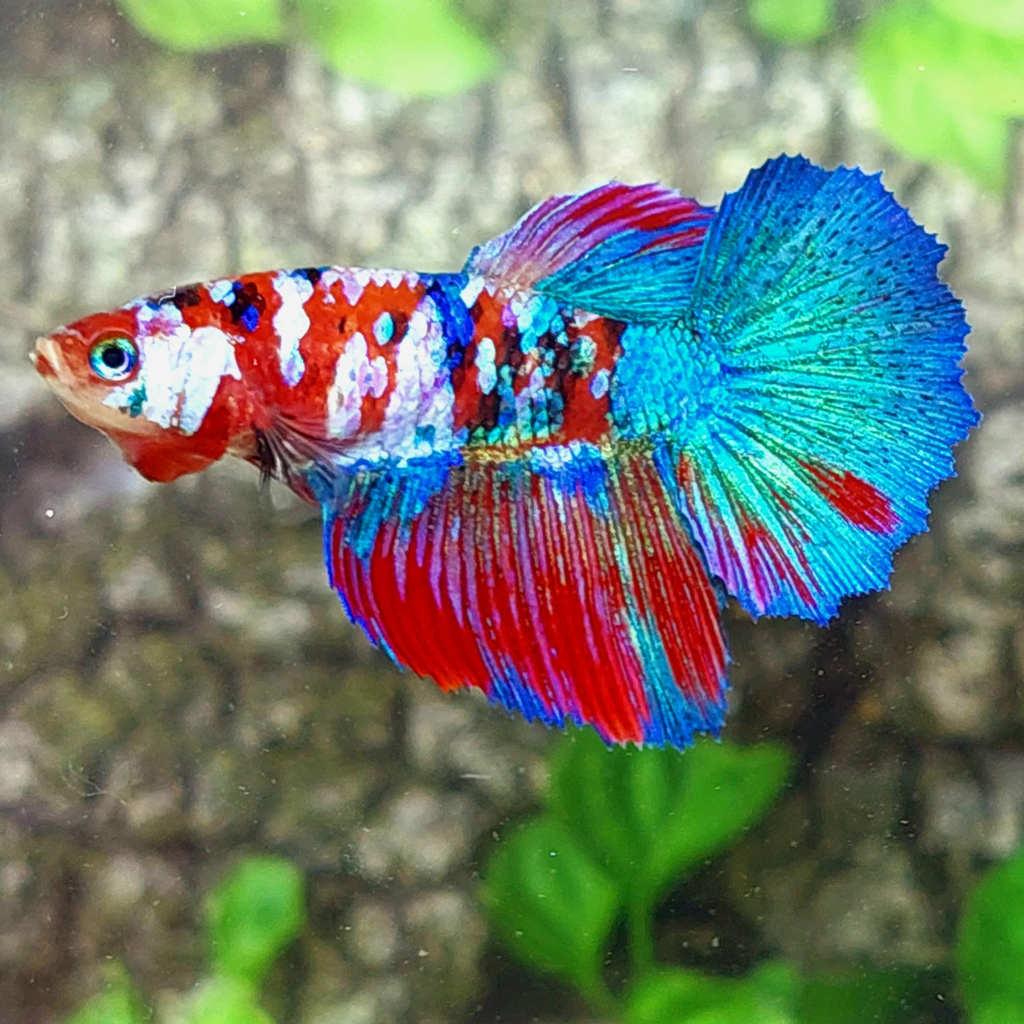 Multicolor Red Galaxy Halfmoon Female For Sorority Tank/Breed