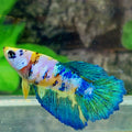 Pink Yellow Koi Galaxy Halfmoon Female For Sorority Tank/Breed