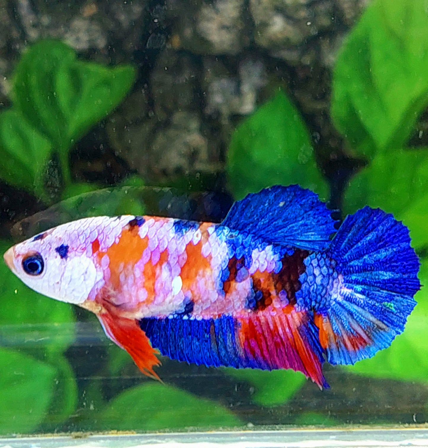 Multicolor Blue Eyes Pink Galaxy HMPK Female For Sorority Tank/Breed