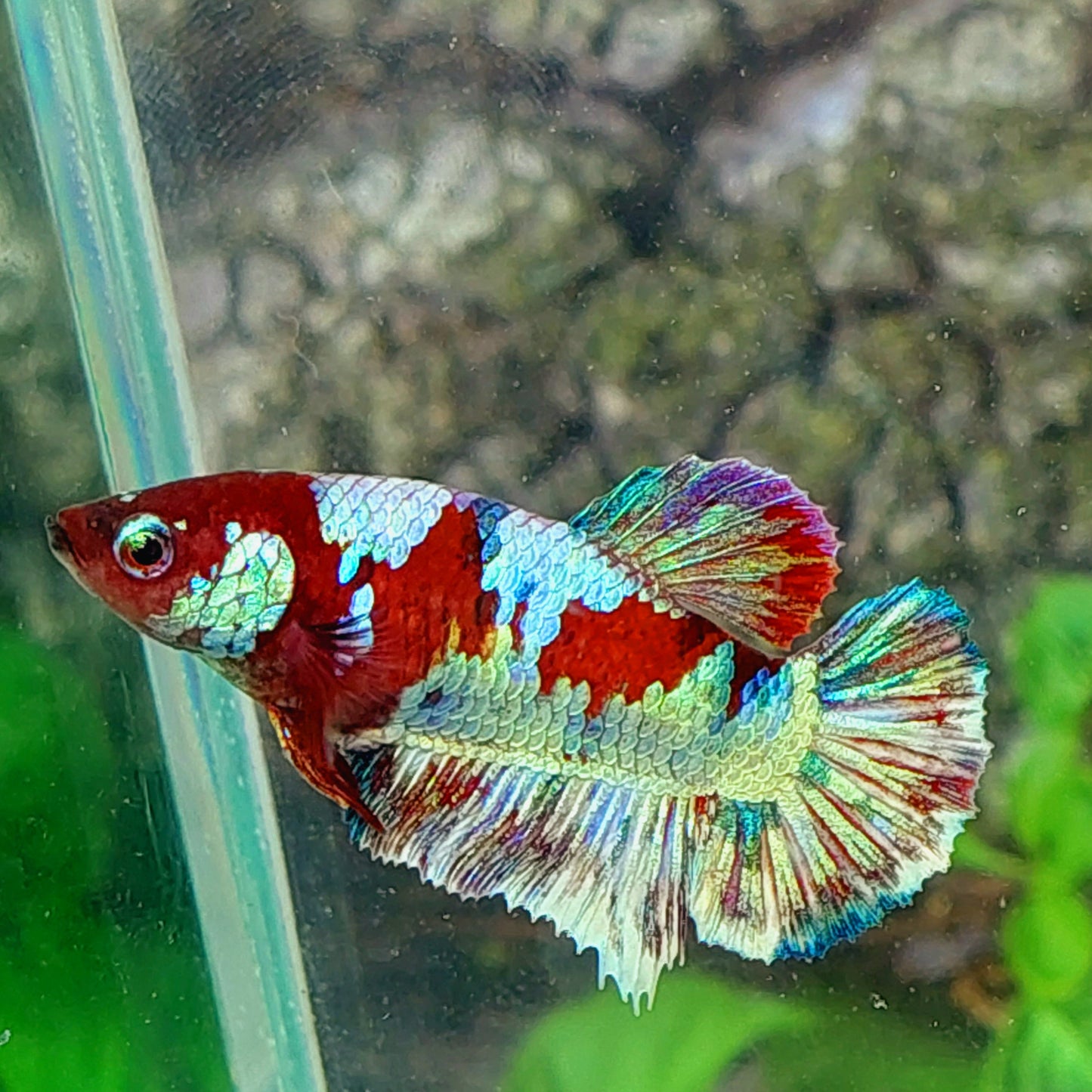 Red Multicolor Galaxy HMPK Female For Sorority Tank/Breed