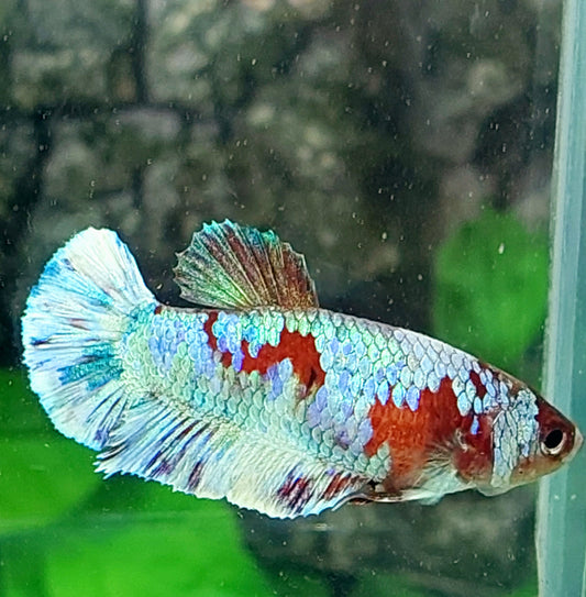 Red Skyblue Koi HMPK Female For Sorority Tank/Breed