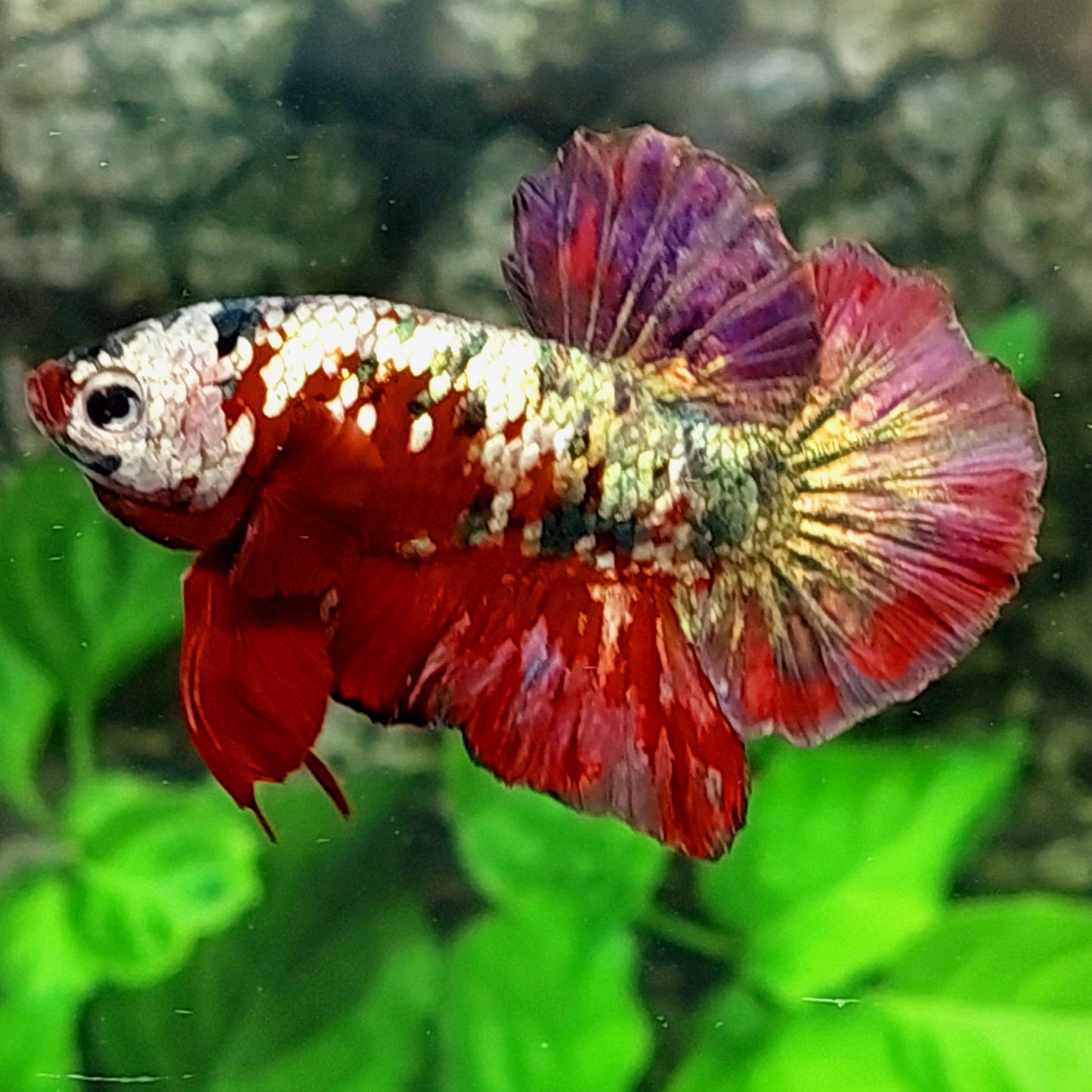 Red Koi Copper Purple HMPK Male