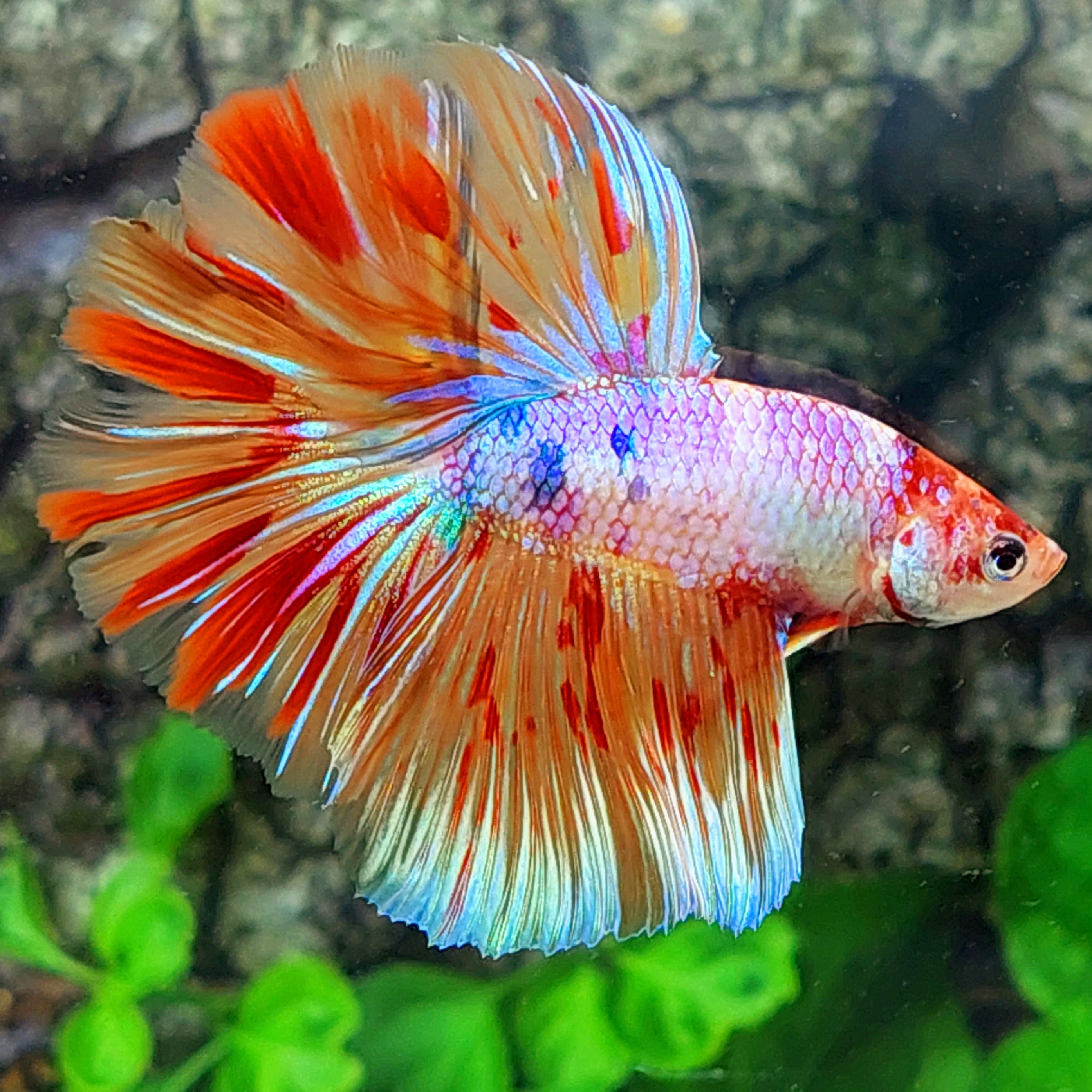 Multicolor Fire Pink Purple Candy Halfmoon Male