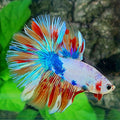 Multicolor Skyblue Pink Fire Candy Halfmoon Male