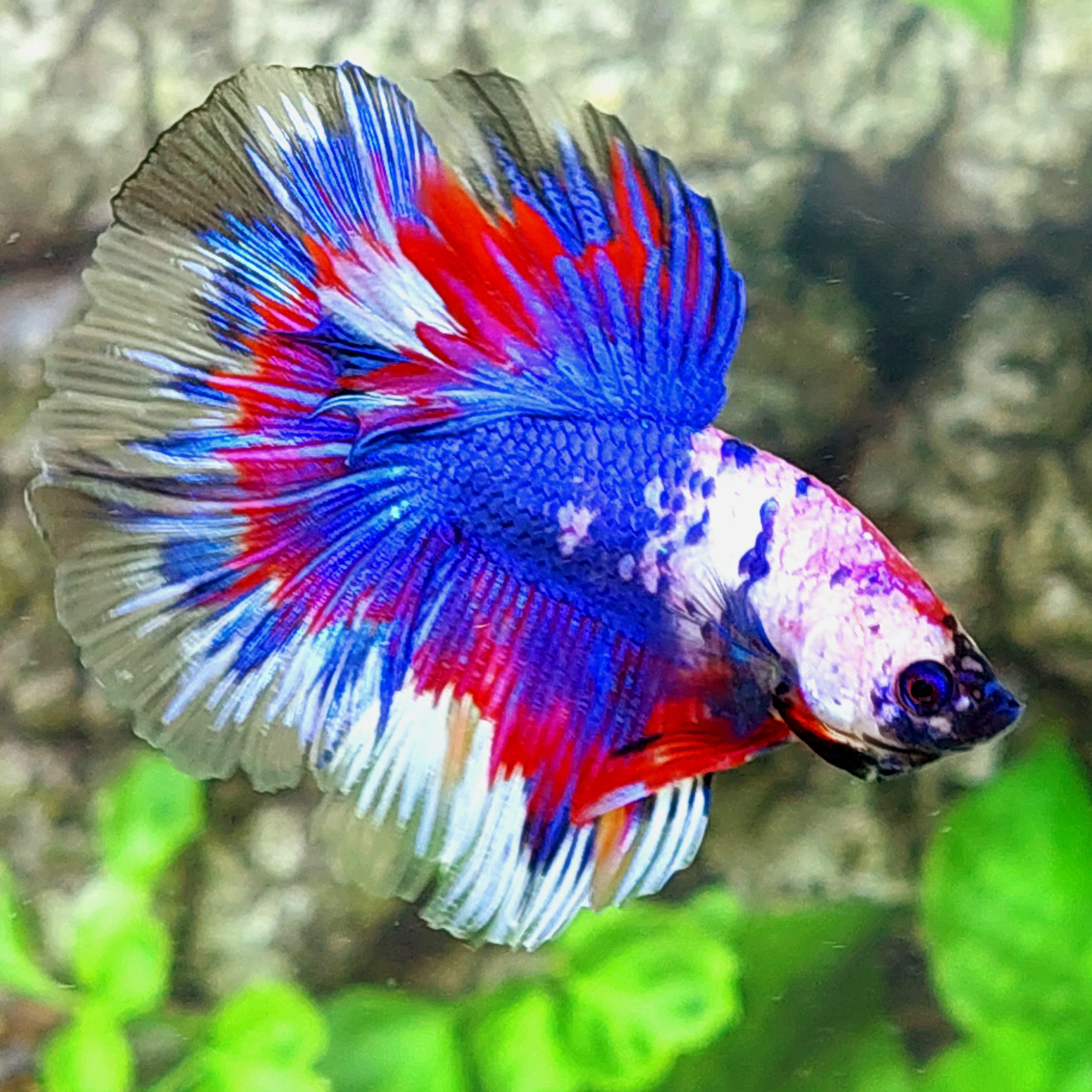 Pink Blue Fancy Halfmoon Male