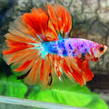 Multicolor Pink Fire Candy Halfmoon Male
