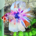 Multicolor Pink Fancy Halfmoon Male
