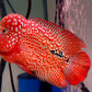 Free Marking Super Red Kamfa Flowerhorn Tamaño 5.9 pulgadas / 15 cm