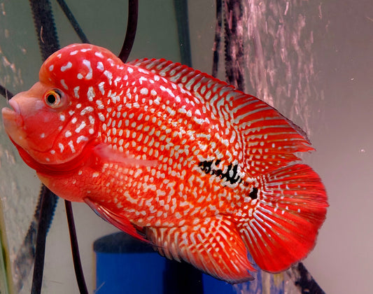 Free Marking Super Red Kamfa Flowerhorn Size 5.9 Inch/15cm