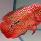Free Marking Super Red Kamfa Flowerhorn Tamaño 5.9 pulgadas / 15 cm