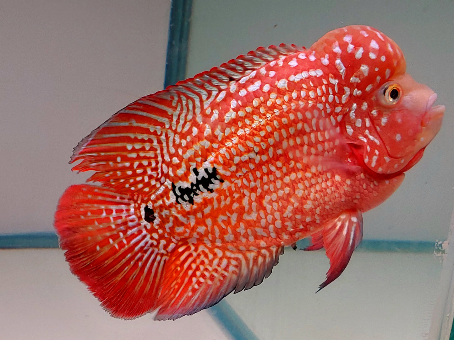 Free Marking Super Red Kamfa Flowerhorn Size 5.9 Inch/15cm