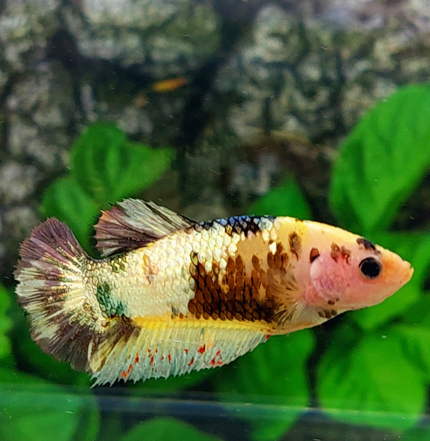 Amarillo Koi cobre oro HMPK hembra para hermandad tanque/raza