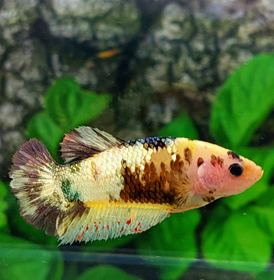 Yellow Koi Copper Gold HMPK Female For Sorority Tank/Breed