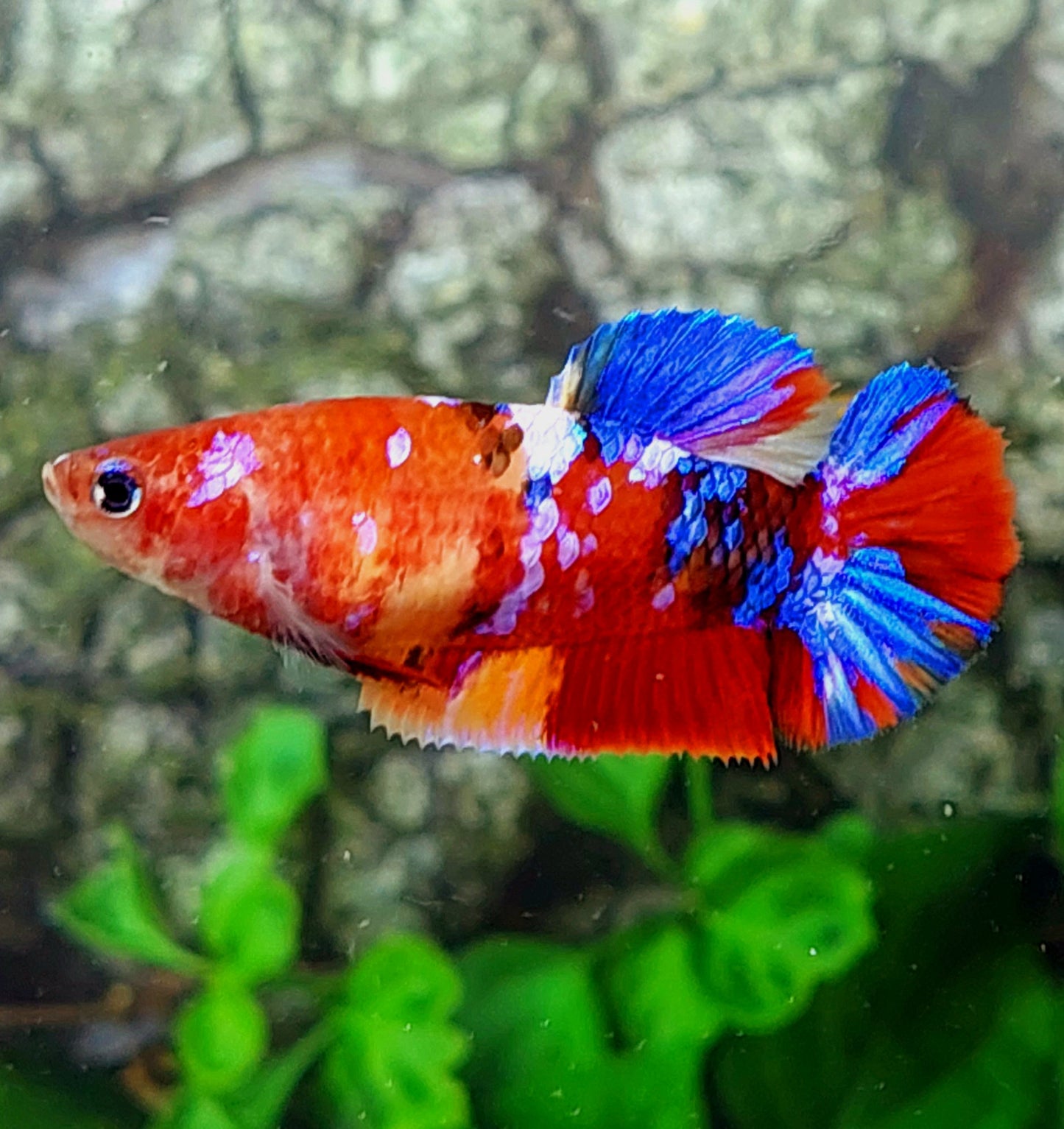 Multicolor Galaxy HMPK Female For Sorority Tank/Breed