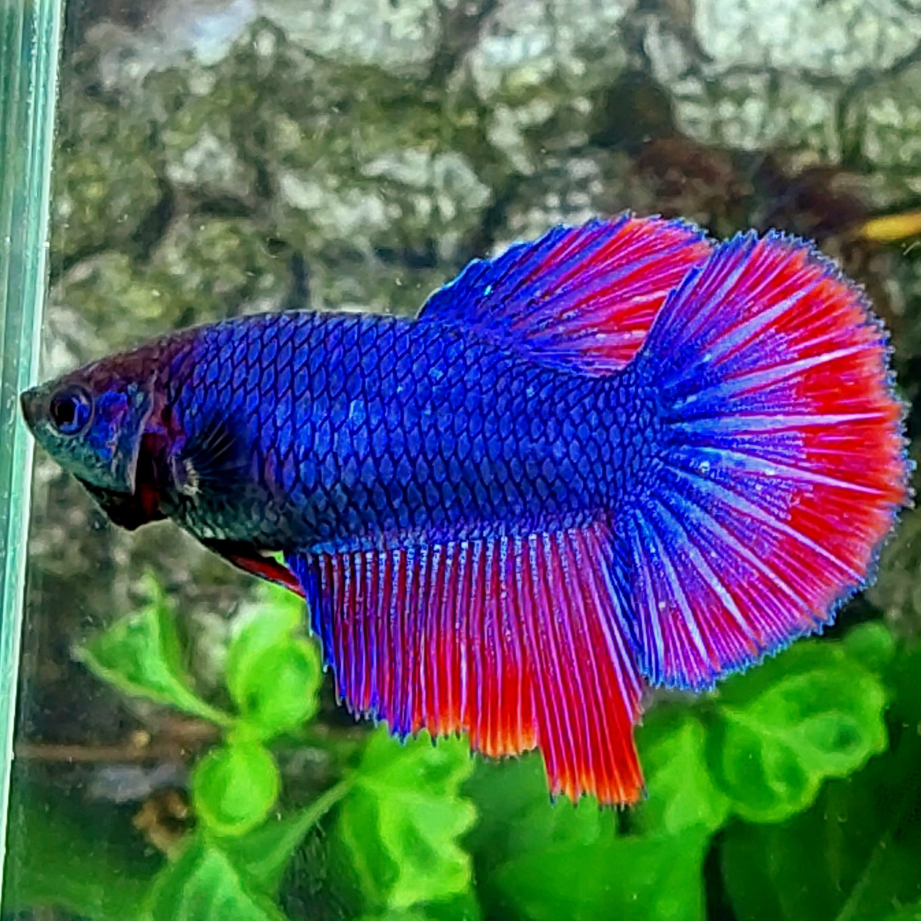 Purple Red Halfmoon Female For Sorority Tank/Breed