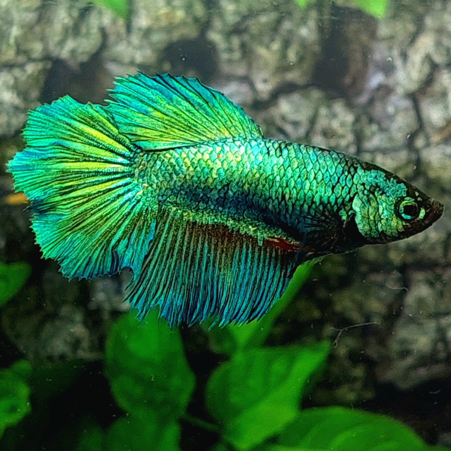 Super Green Halfmoon Female For Sorority Tank/Breed