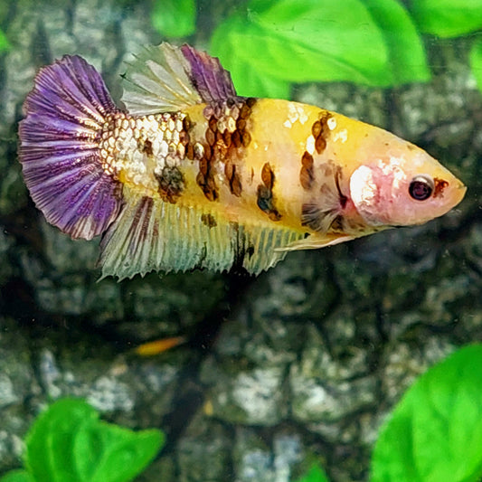 Yellow Koi Tiger Copper Purple HMPK Female For Sorority Tank/Breed