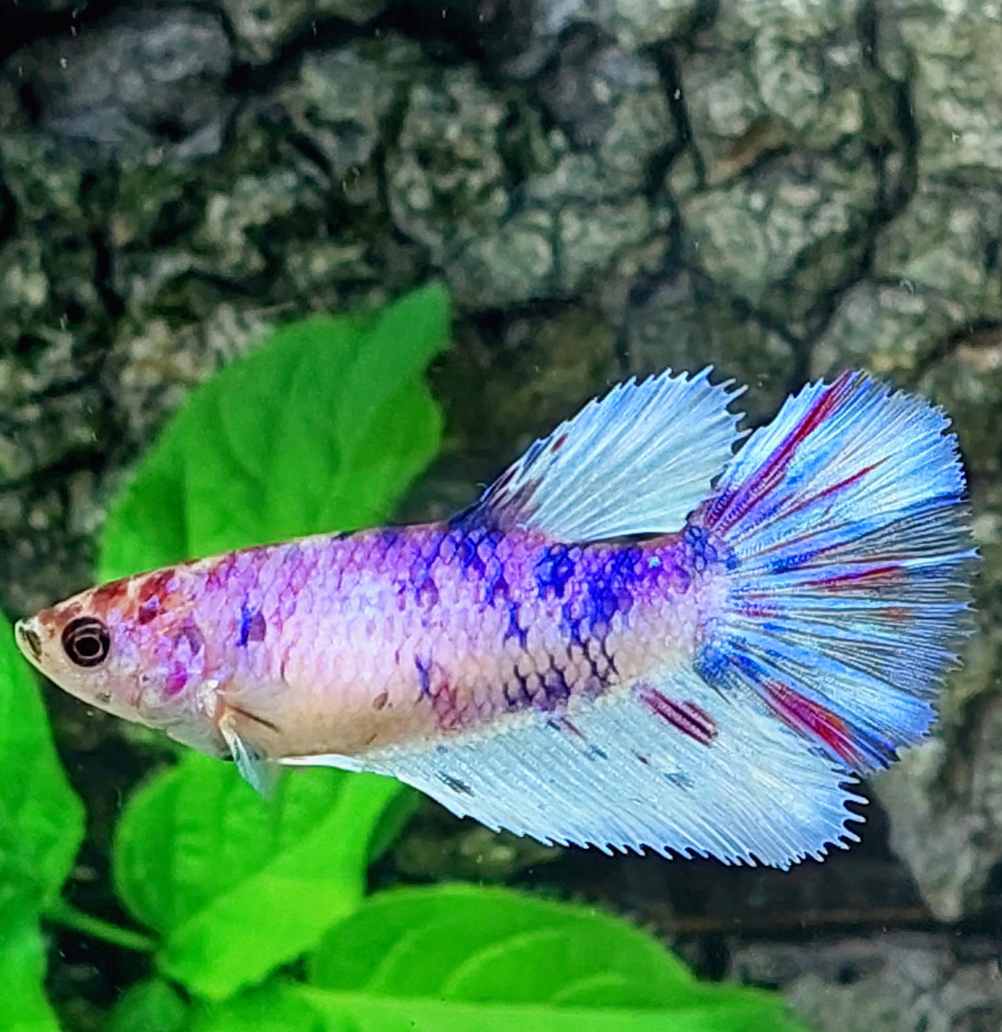 Multicolor Purple Pink Skyblue Halfmoon Female For Sorority Tank/Breed