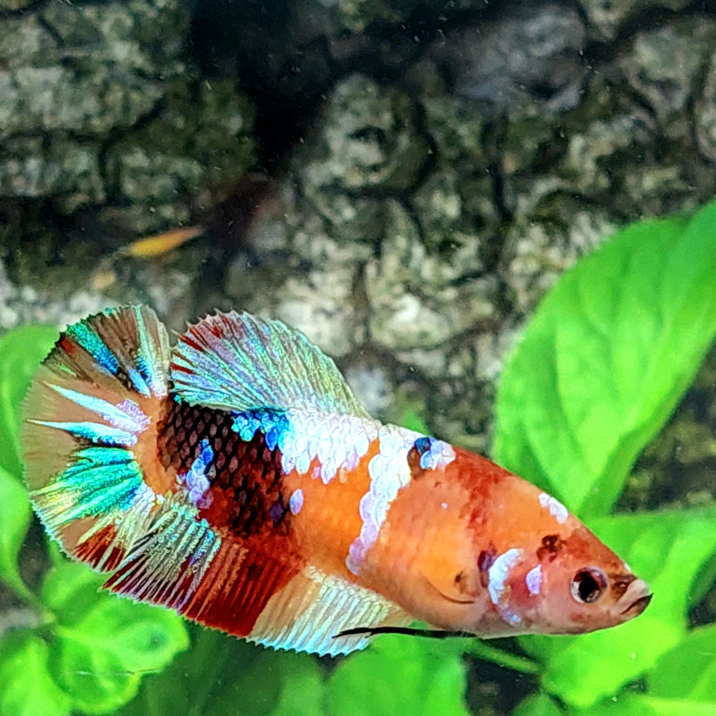 Multicolor Galaxy HMPK Female For Sorority Tank/Breed