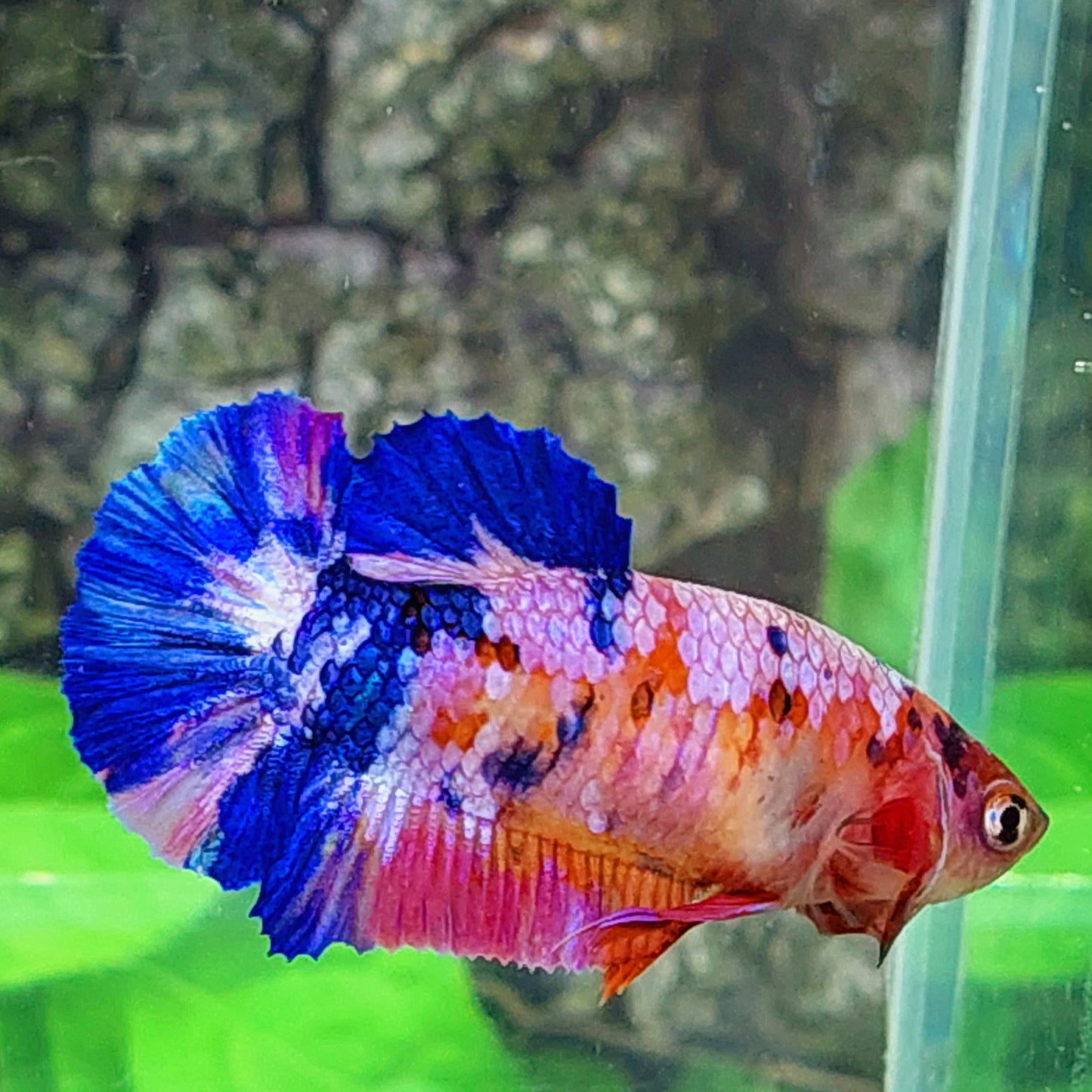 Multicolor Pink Purple Galaxy HMPK Female For Sorority Tank/Breed