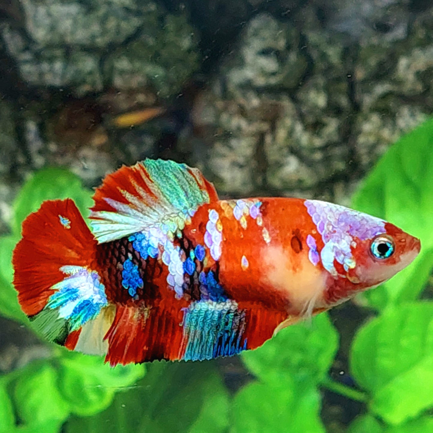 Multicolor Galaxy HMPK Female For Sorority Tank/Breed