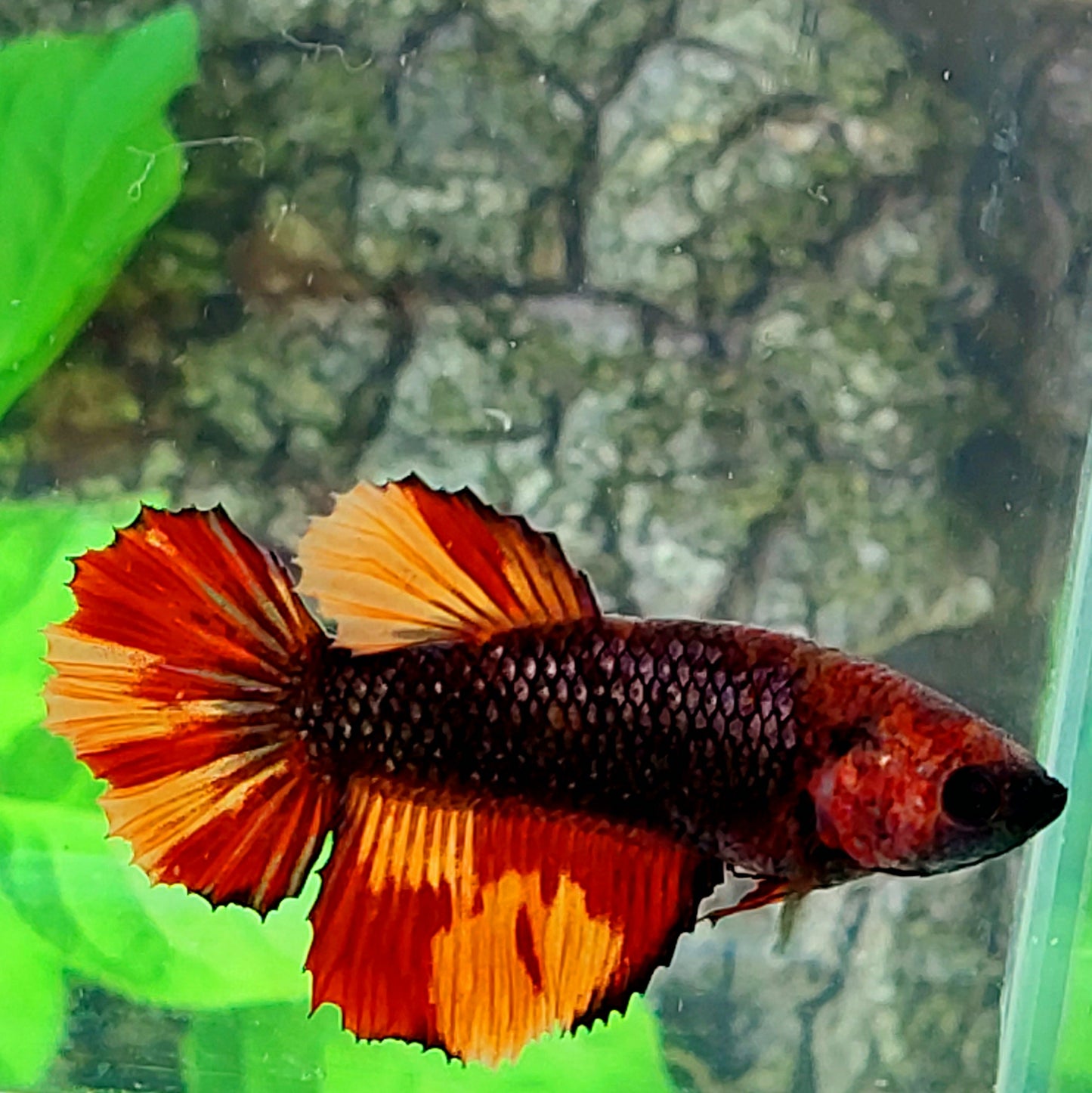 Copper Black Candy Halfmoon Female For Sorority Tank/Breed