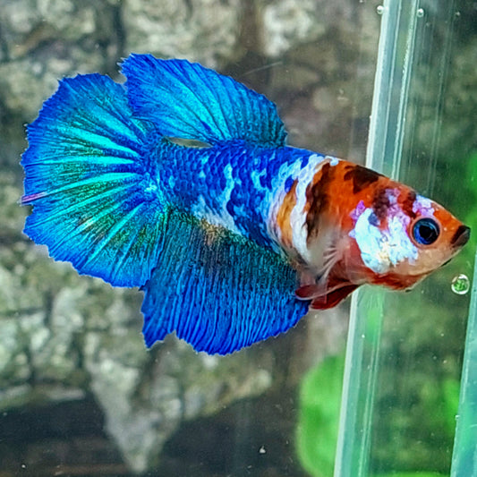 Blue Red Koi Galaxy Halfmoon Female For Sorority Tank/Breed