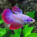Pink Purple Halfmoon Female For Sorority Tank/Breed