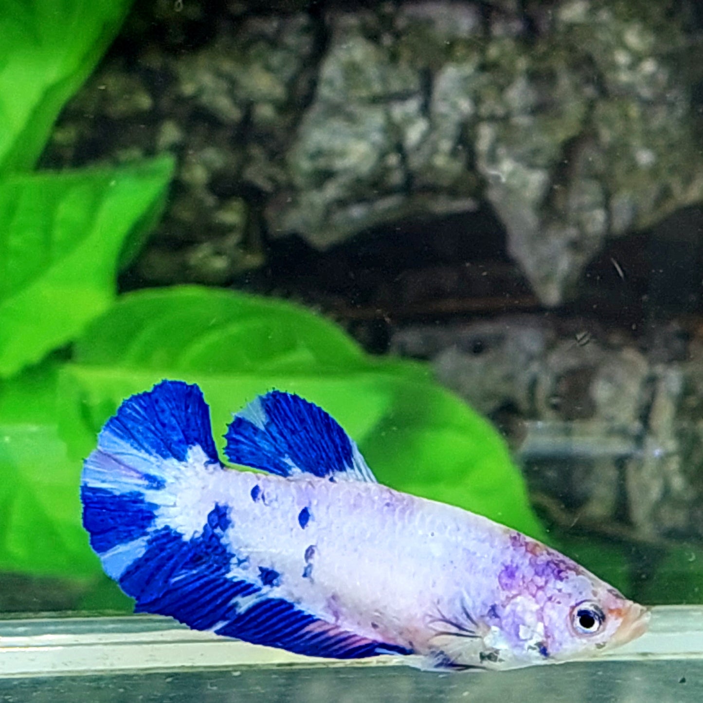 Blue Marble HMPK Female For Sorority Tank/Breed