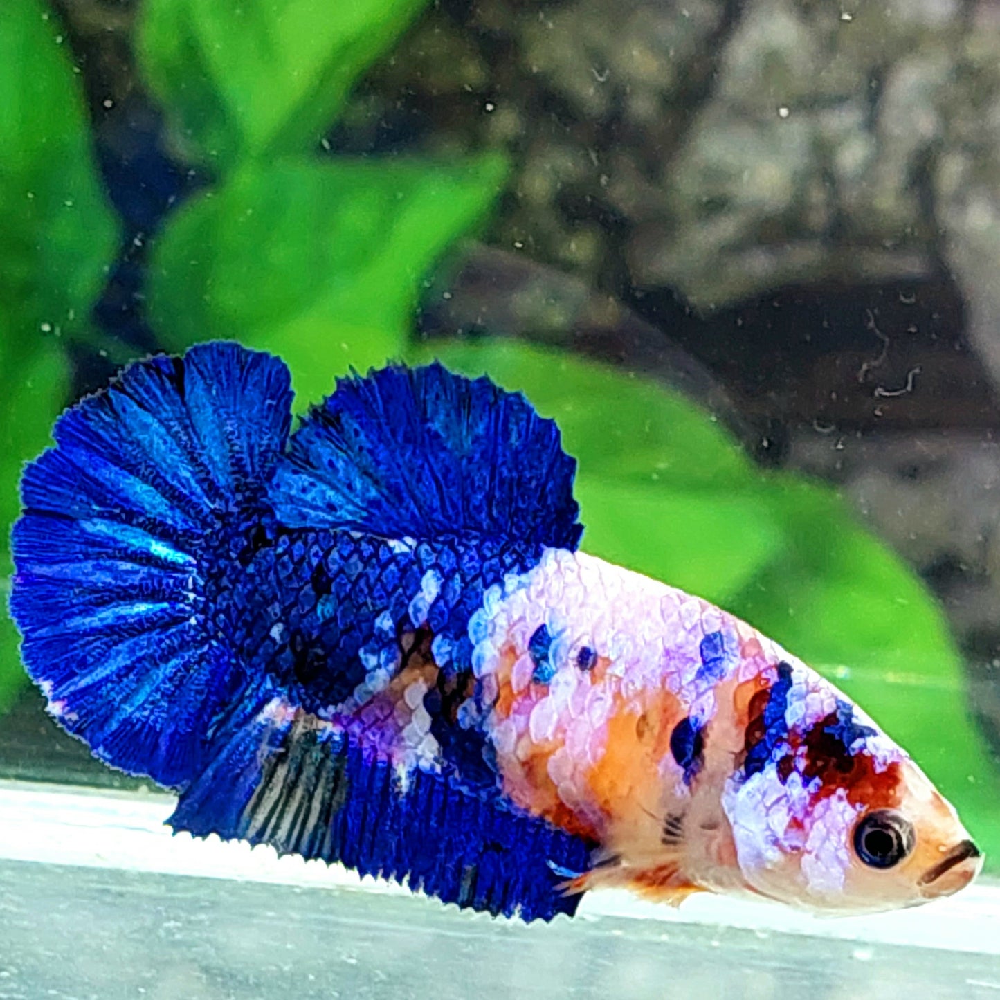 Blue Pink Koi Galaxy HMPK Female For Sorority Tank/Breed