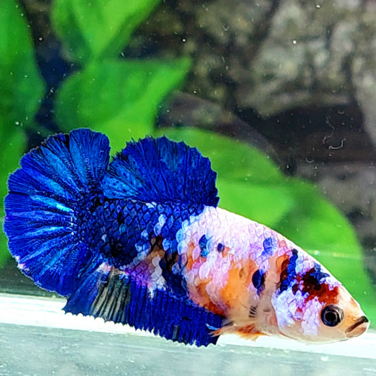 Blue Pink Koi Galaxy HMPK Female For Sorority Tank/Breed