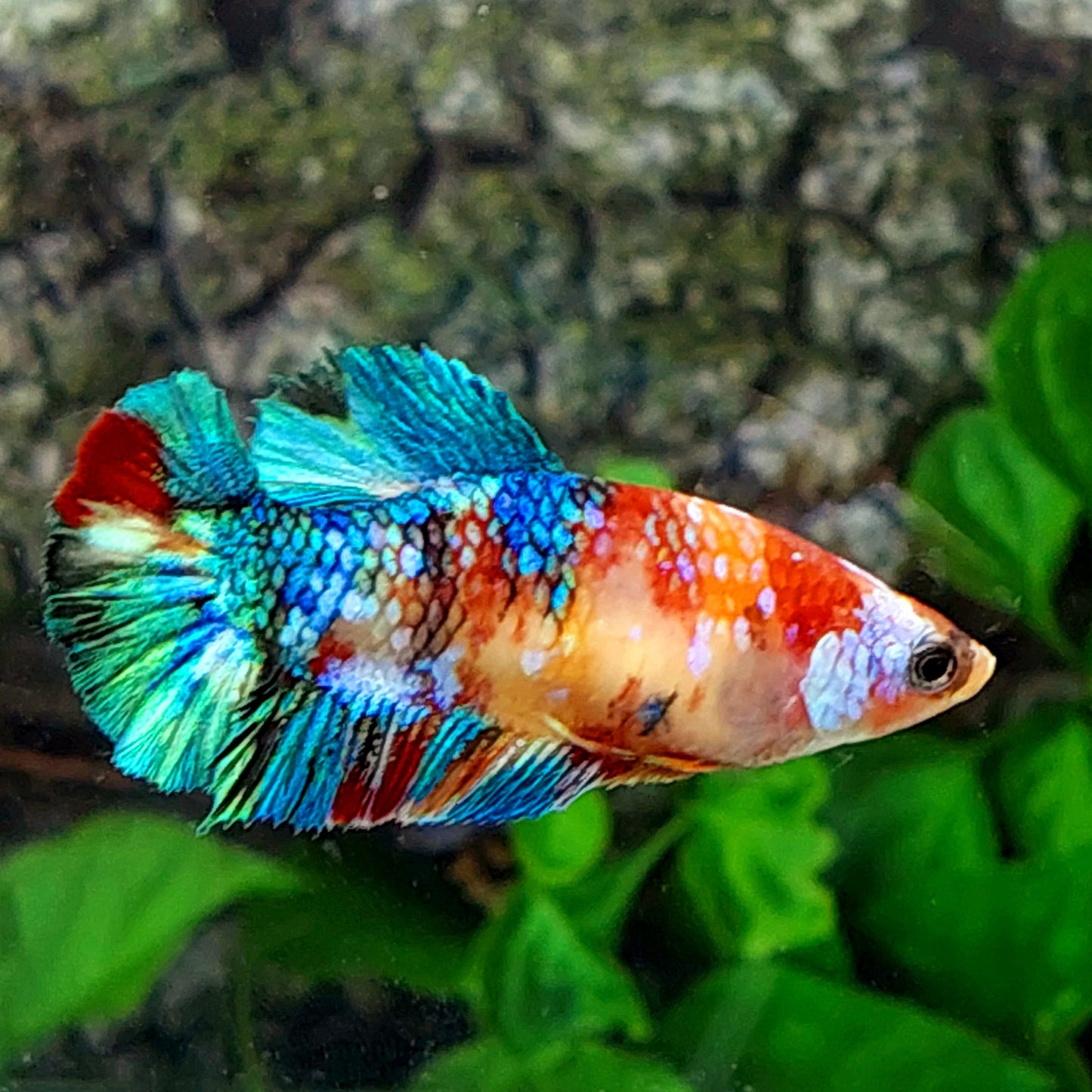 Multicolor Galaxy HMPK Female For Sorority Tank/Breed