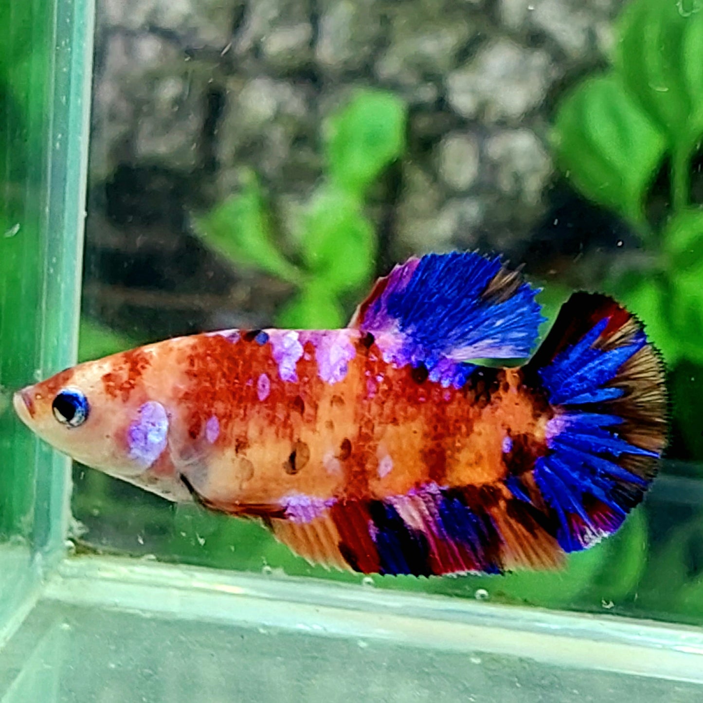 Multicolor Galaxy HMPK Female For Sorority Tank/Breed