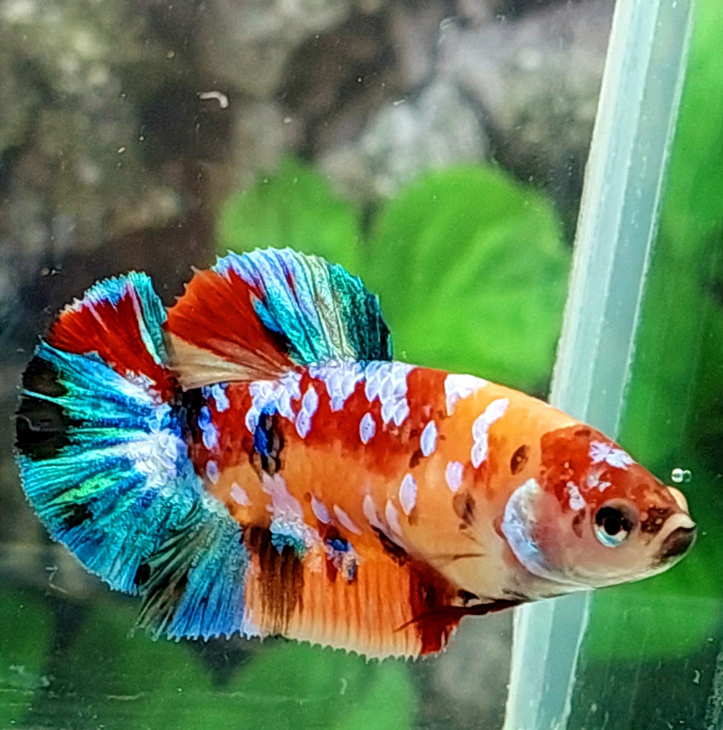 Multicolor Galaxy HMPK Female For Sorority Tank/Breed